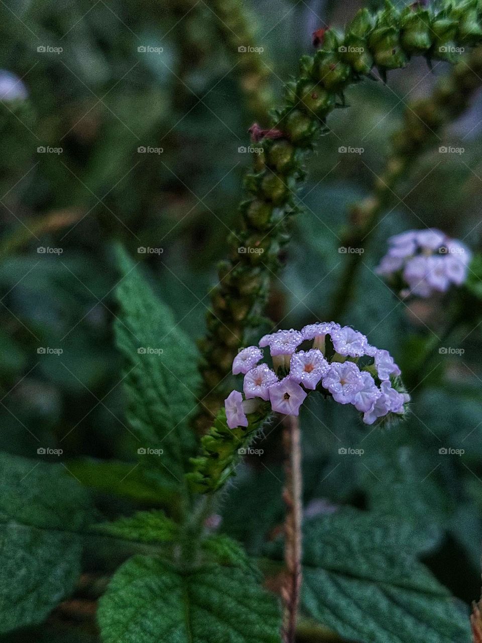 Beautiful color of heliotropium flowers in the garden