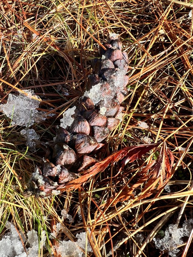 Pinecone 
