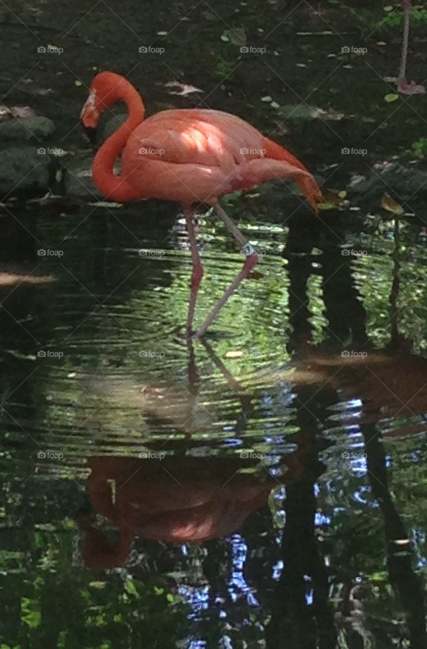 Pink Flamingo
