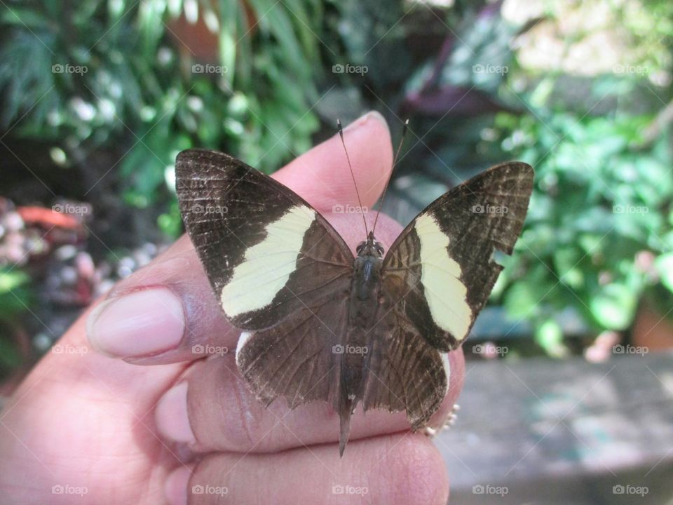 Zebra Butterfly