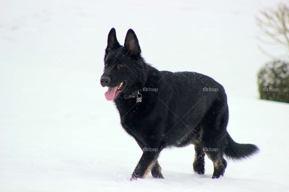 Our beautiful dog enjoying the snow. 
