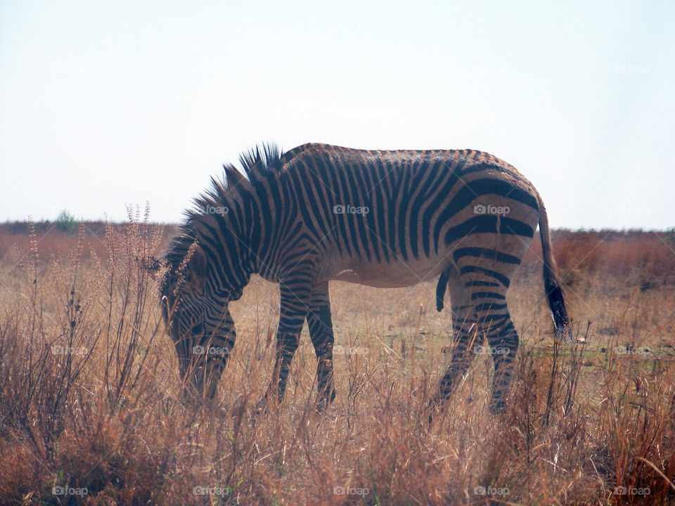male zebra grazing