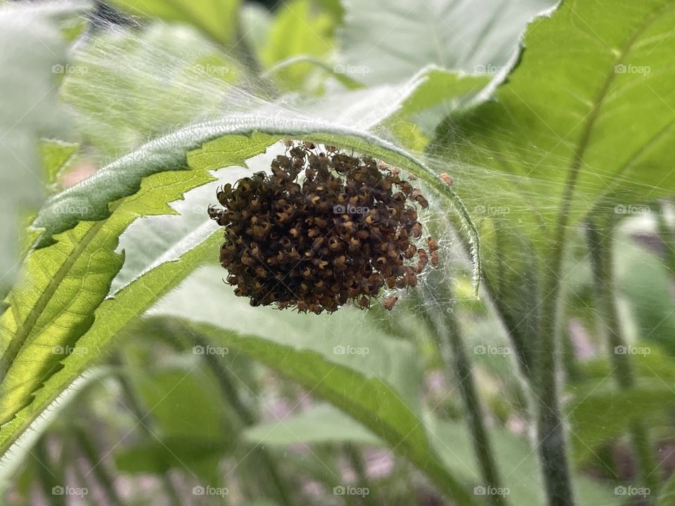 A ball of spiders 