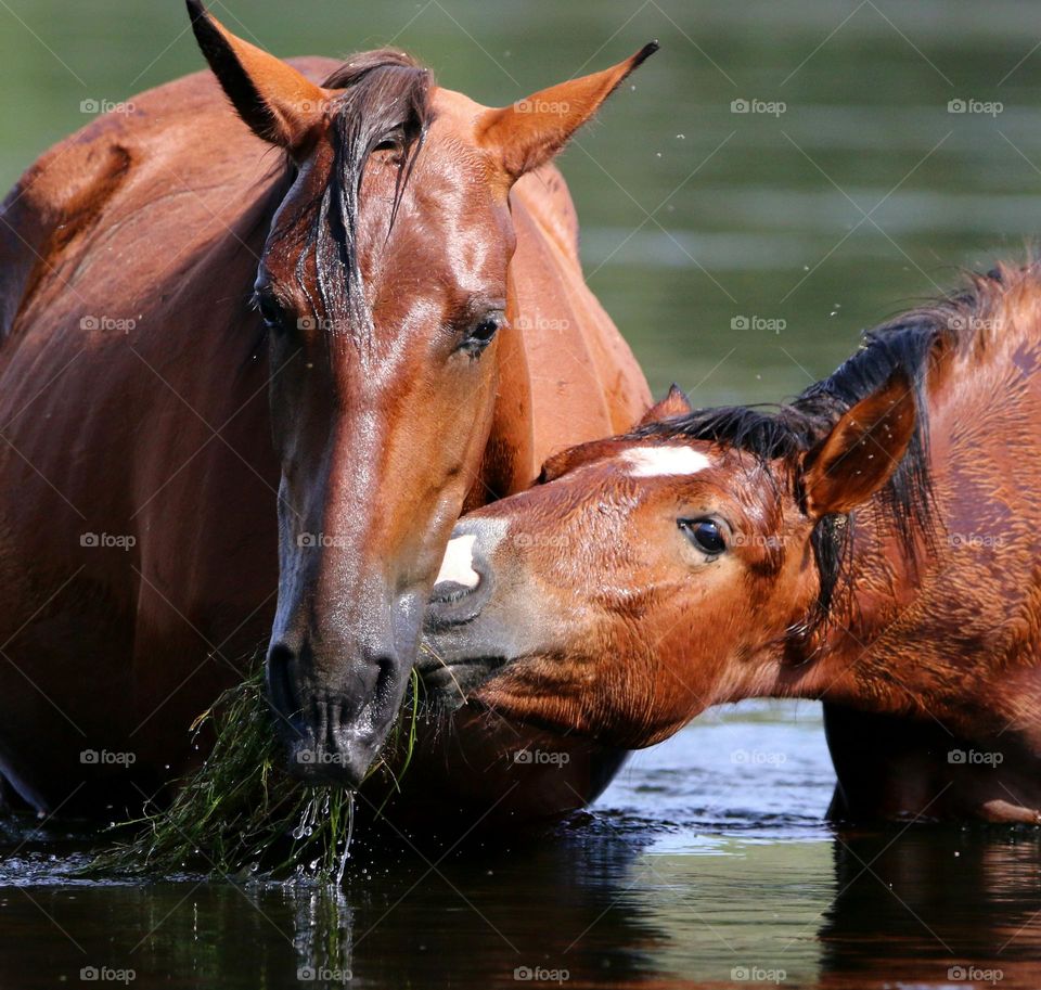 Wild Horse and Her Yearling