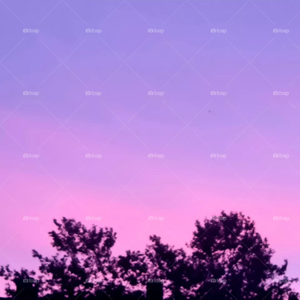 Morning glory pink with purple sky