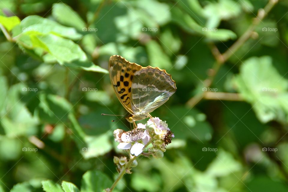 Closeup of a butterfly. Closeup of a butterfly on a flower