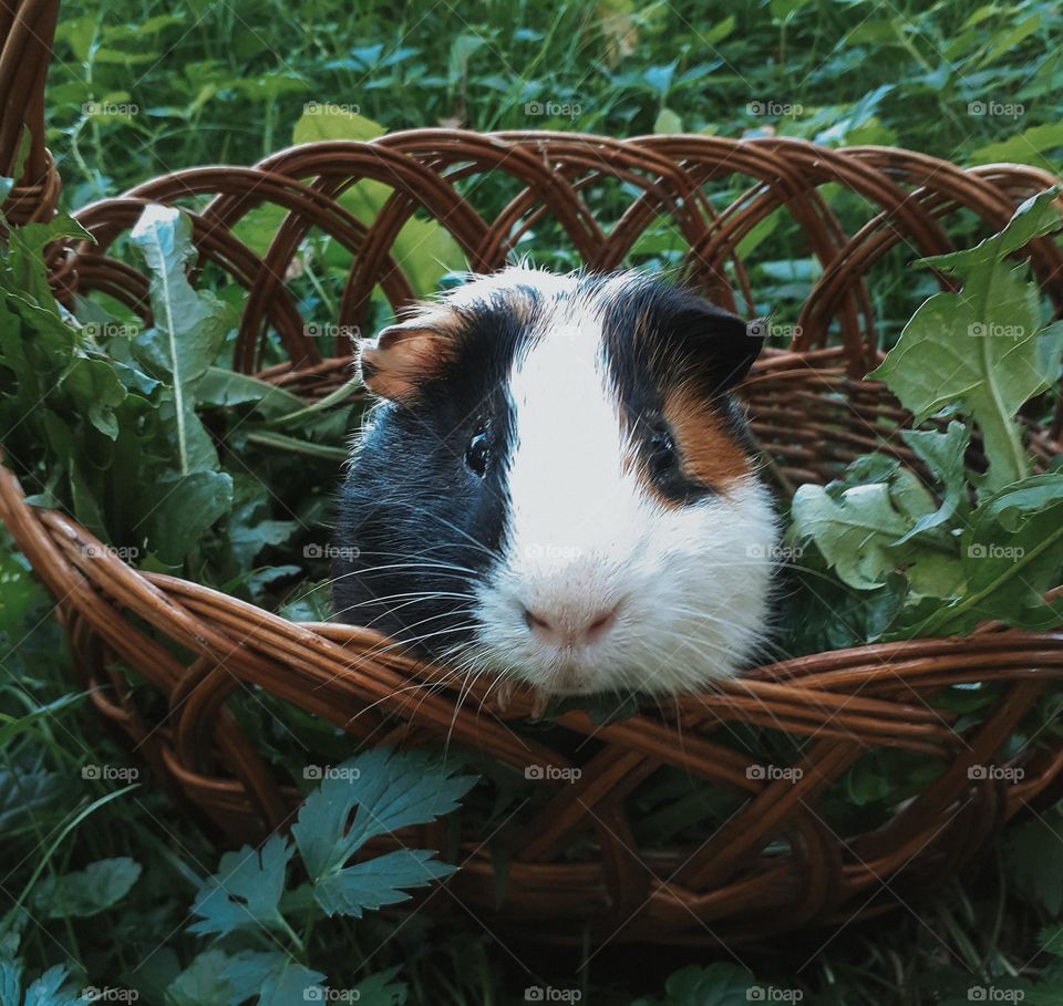 Guinea pig in a wicker basket