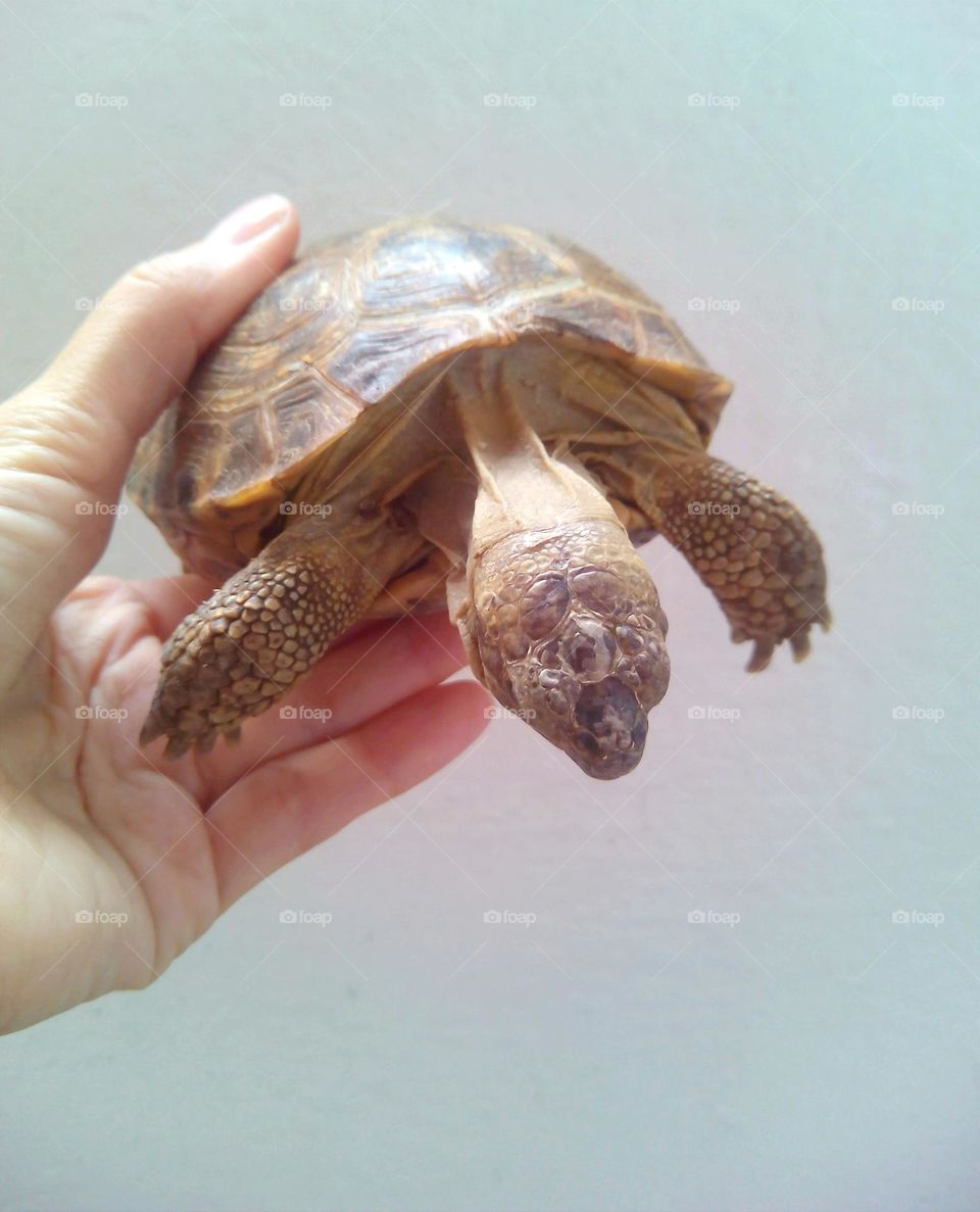 turtle pet beautiful portrait mobile photography