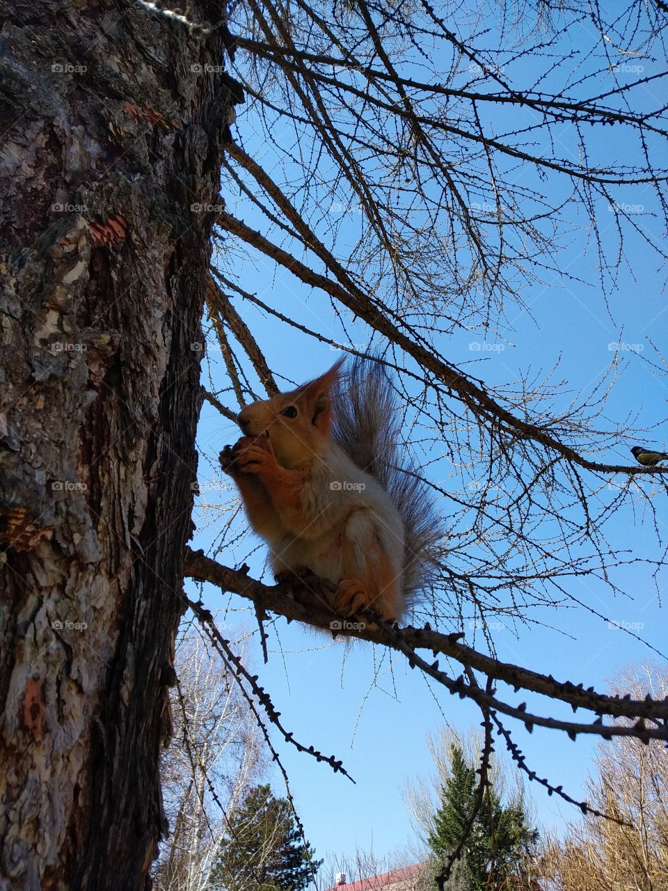Squirrel