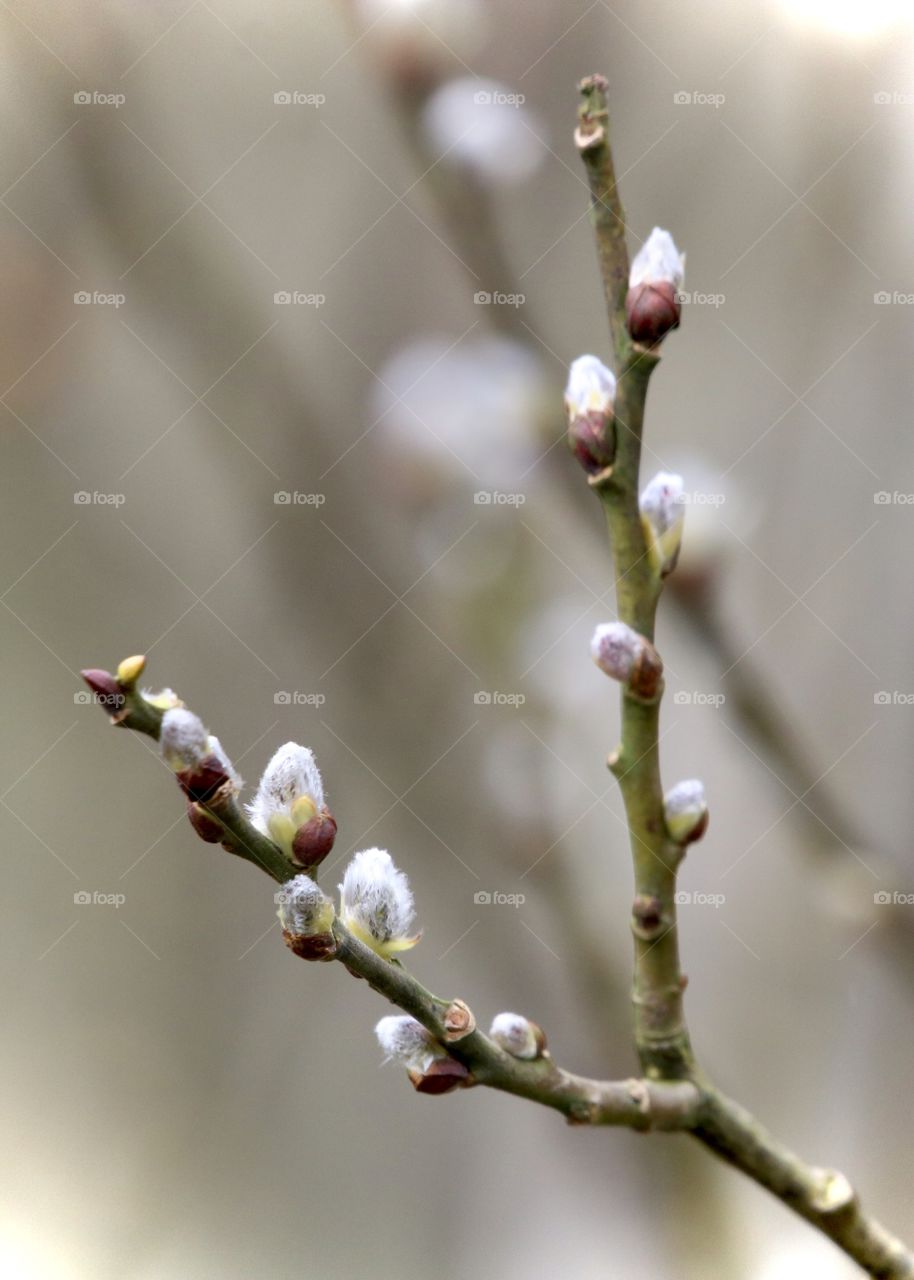 spring, I like these plants :)