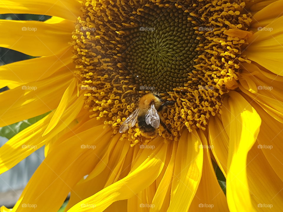 a bee collects pollen from a sunflower