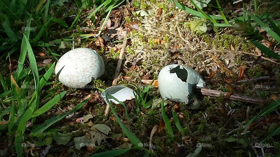 Broken eggshells on the ground.