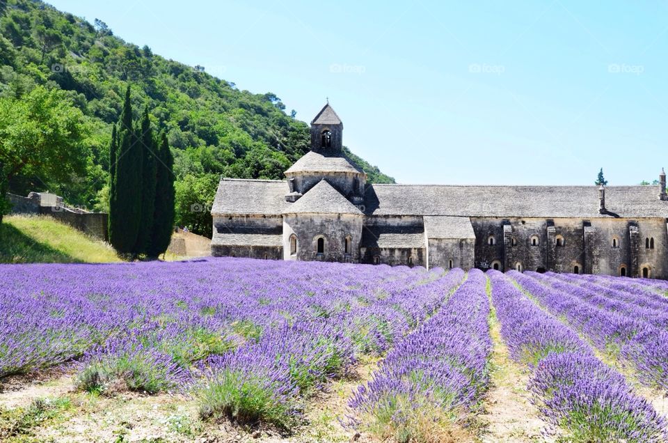 Sénanque Abbey , Provence