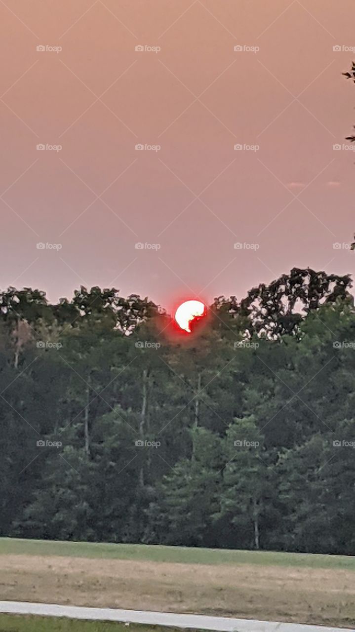 Red sun amount the trees getting ready for another day