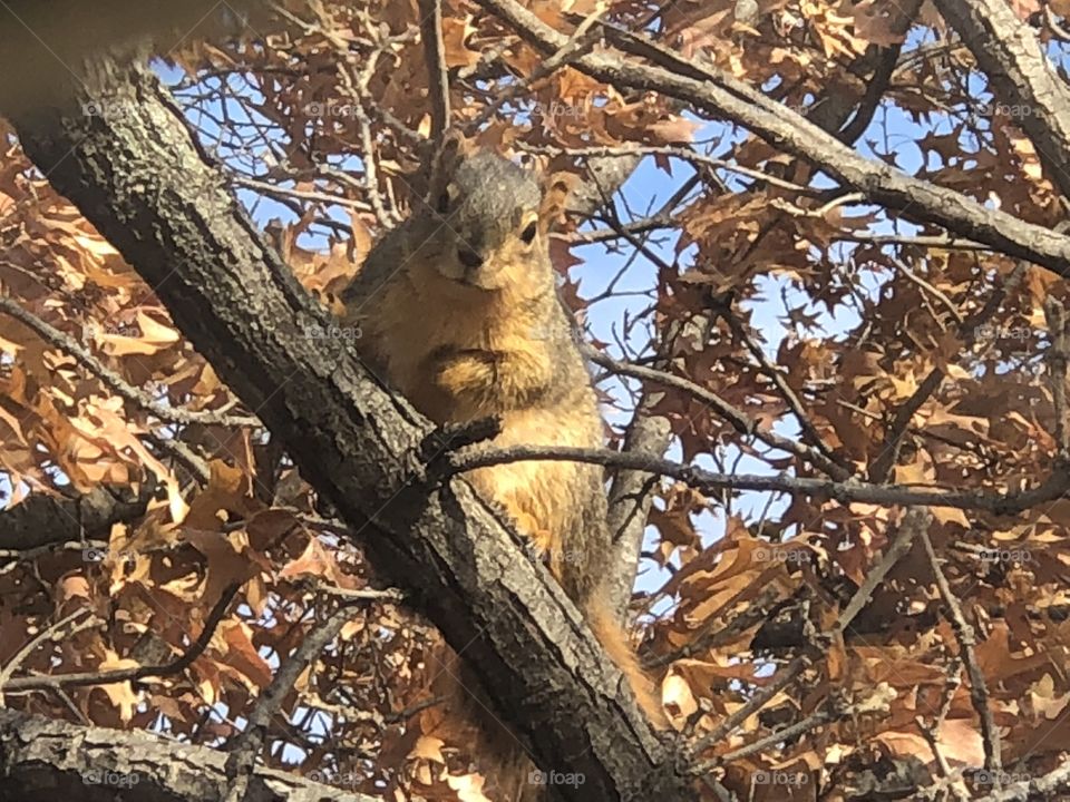 Lovely plump squirrel