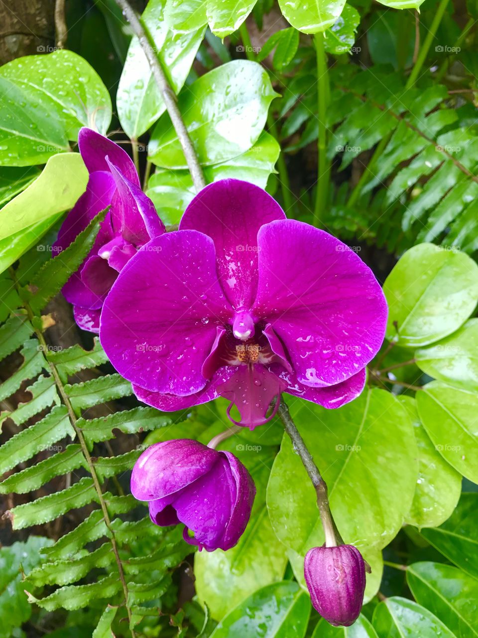 Dark purple orchid 