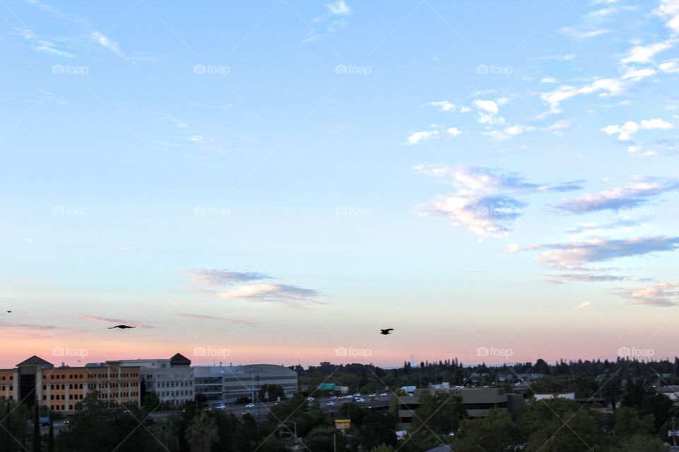 early morning bird flight