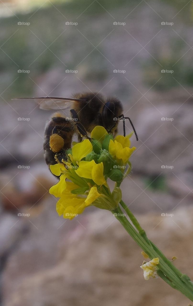 Beautiful bee  absorbs a nectar of flower