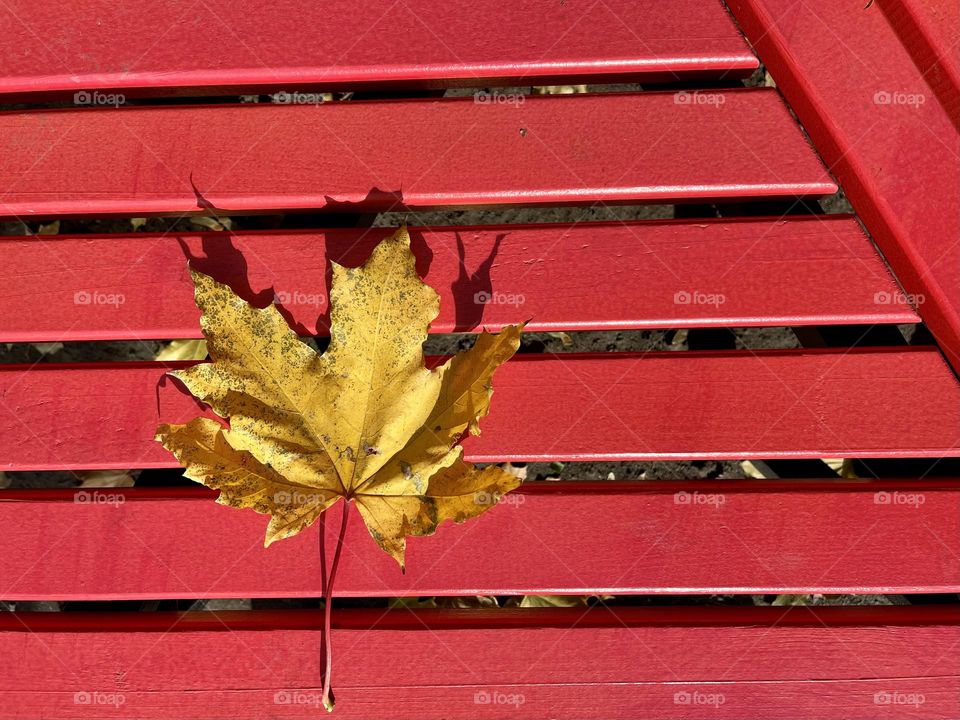 Yellow maple tree leaf on the red bench, top view 
