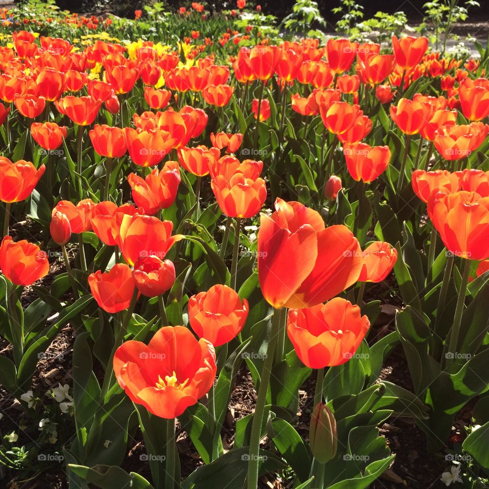 Backlit tulips in bloom 