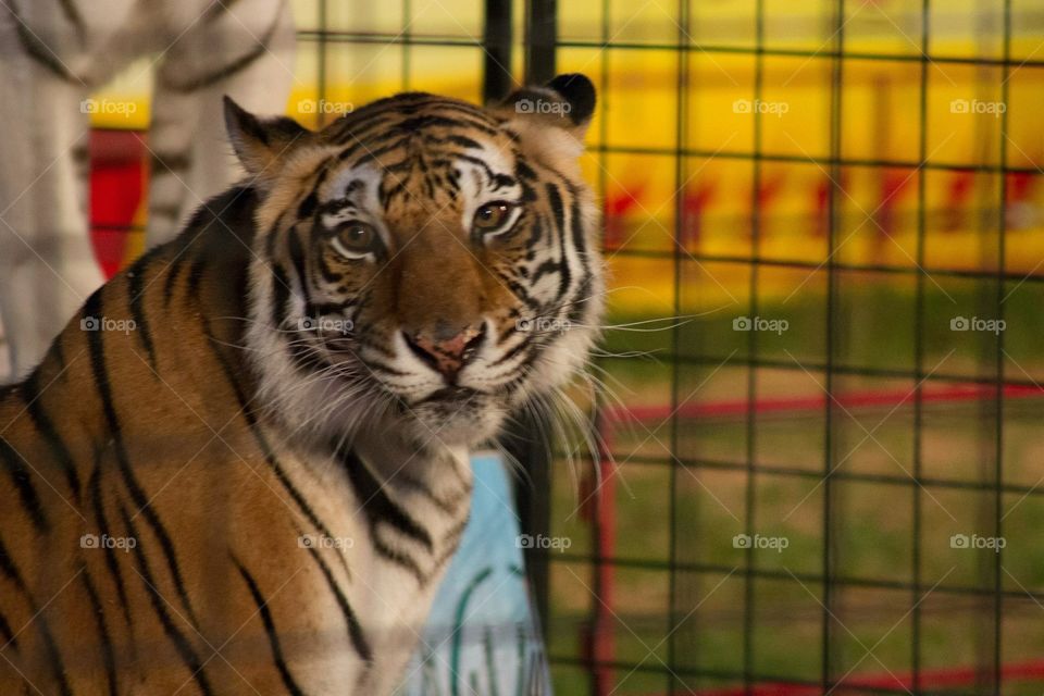 Circus tiger