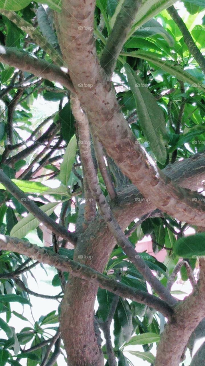 Amazing  tree branch