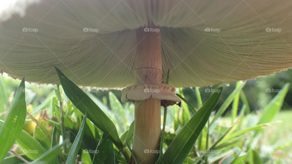 How it looks like under a mushroom growing on grass front yard