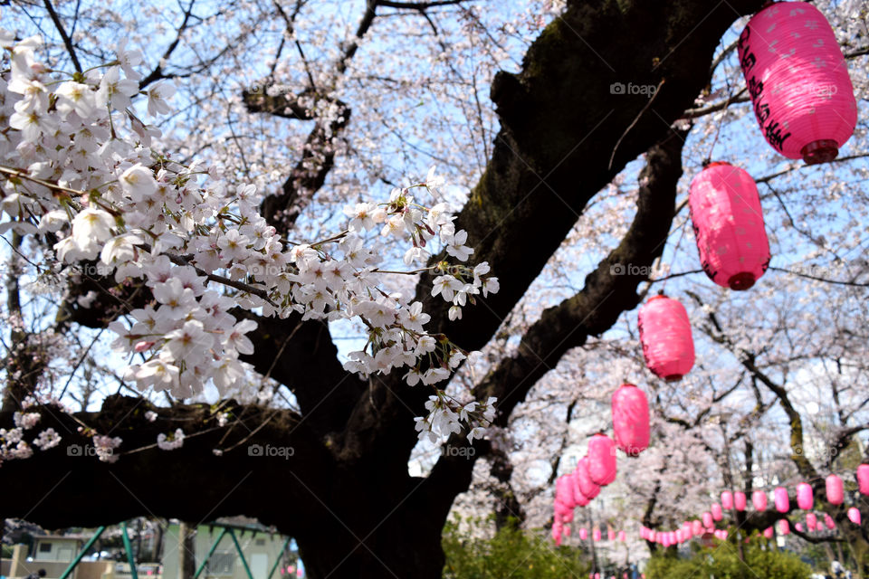 Sakura and lantern