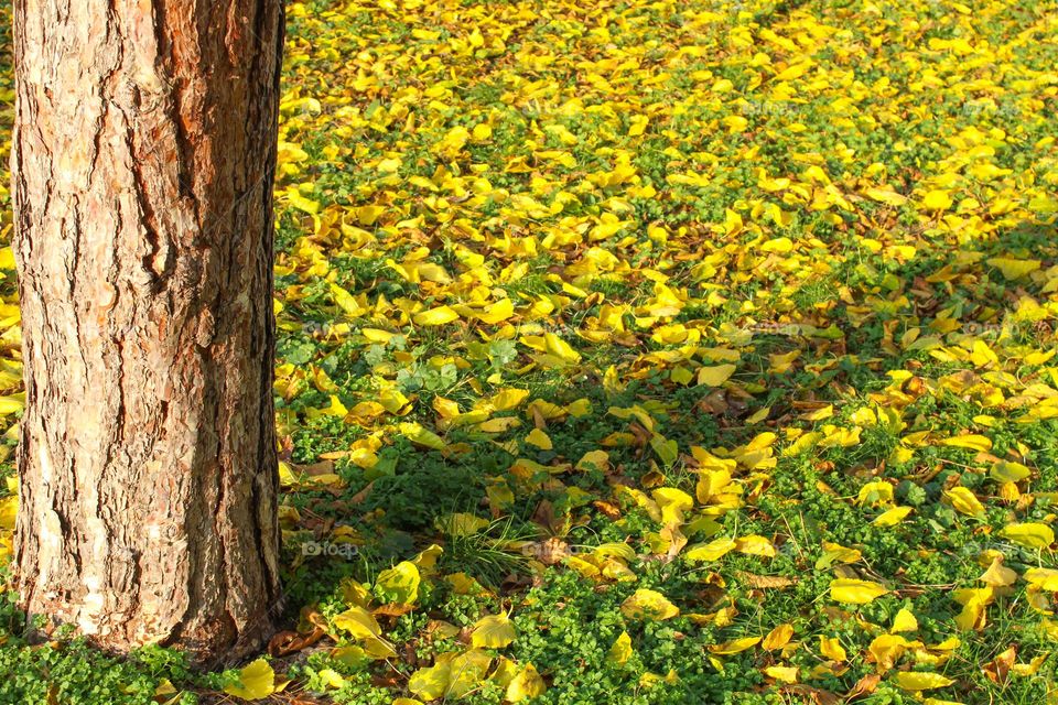 View of a meadow with green grass and yellow fallen leaves.  Autumn landscape