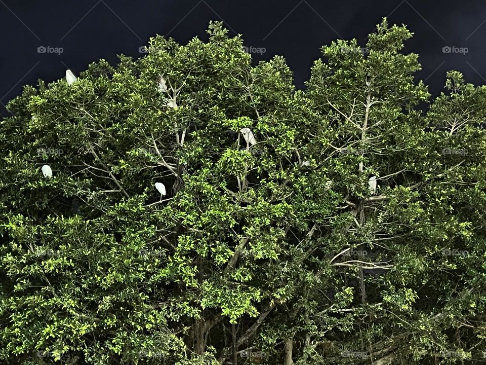 Big tree and birds in Keelung