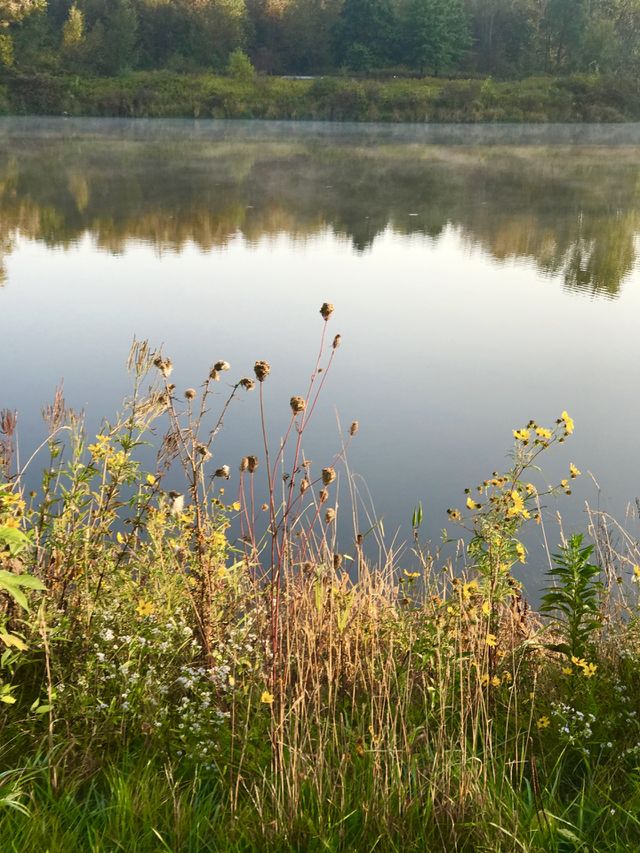 Pond 