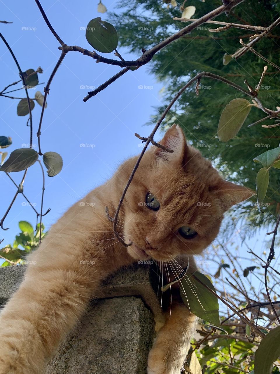 European red cat playing with a tree branch