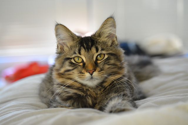 Close up of cute cat