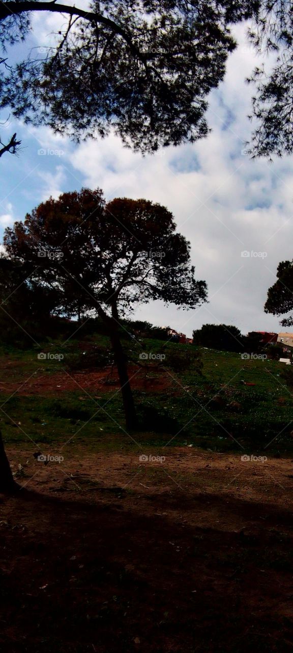 Tree landscape sky grass