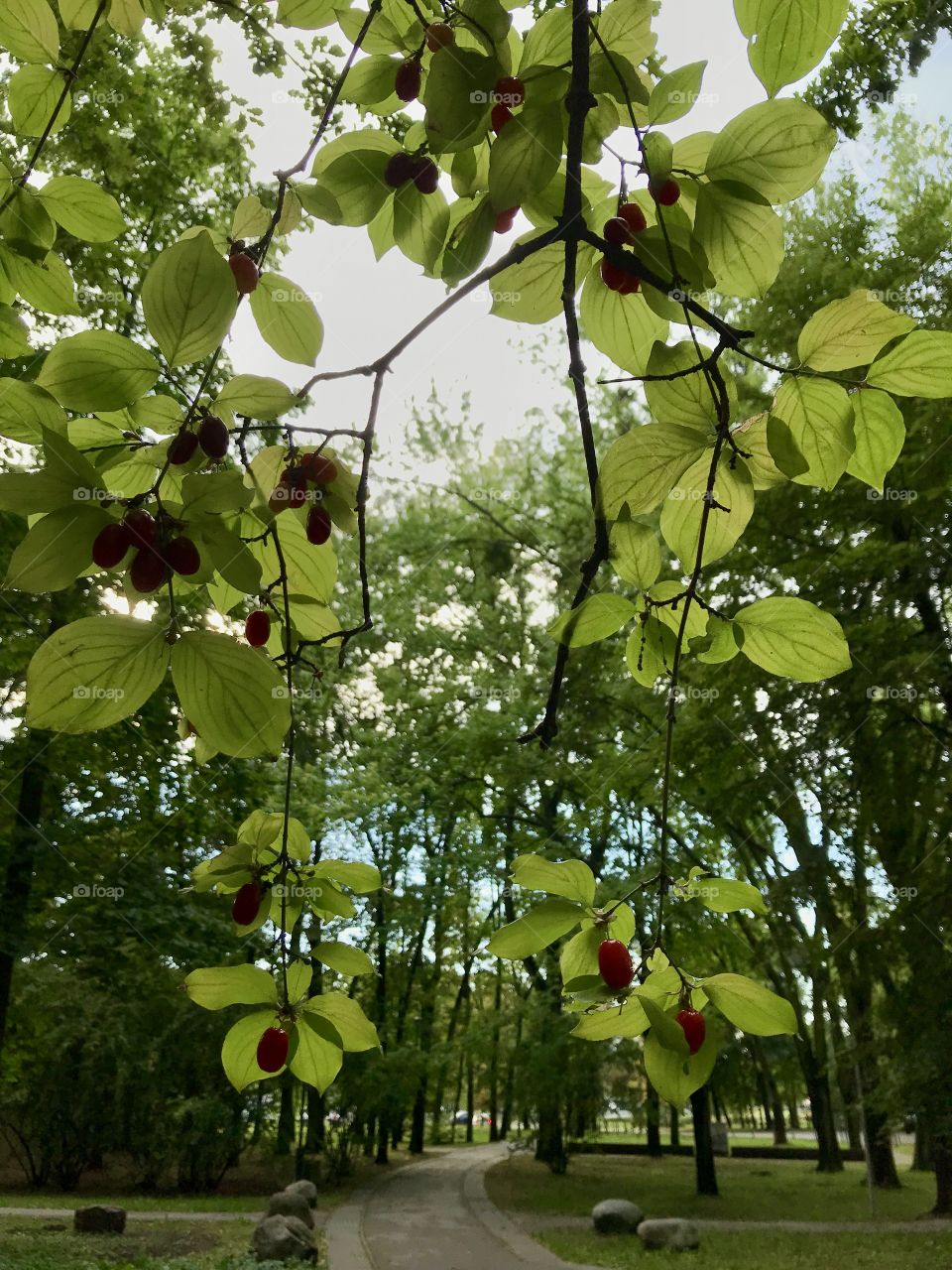 dogwood