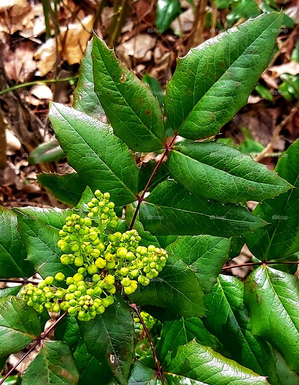 flower