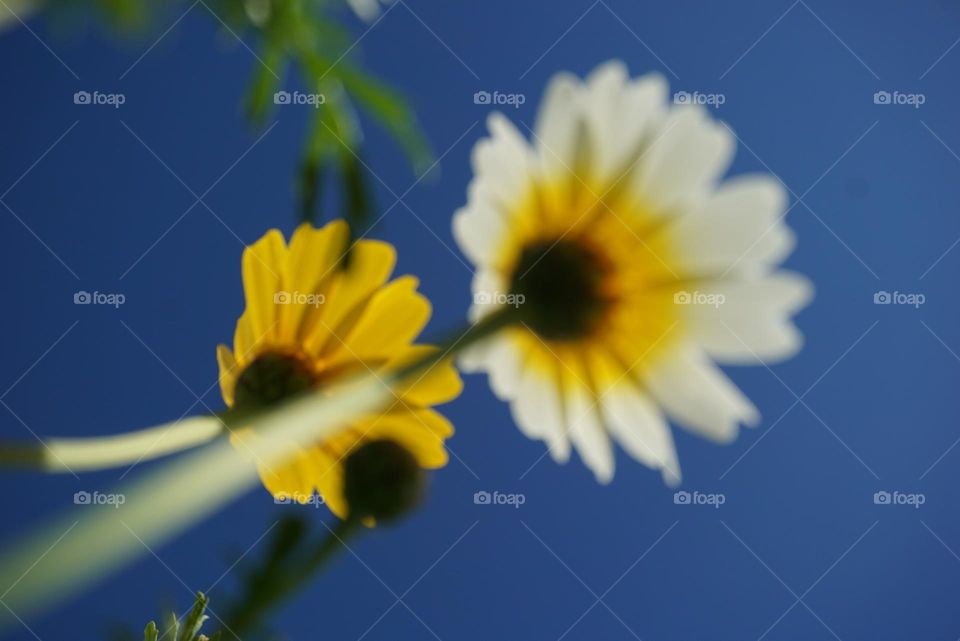 Flowers#nature#sky#vertical