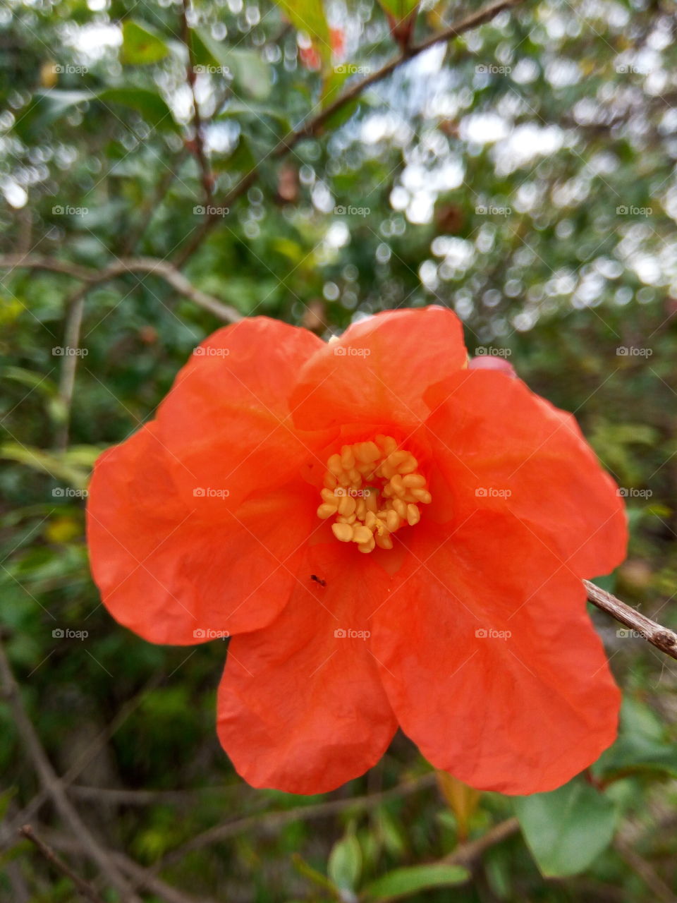 Flower, Nature, No Person, Flora, Leaf