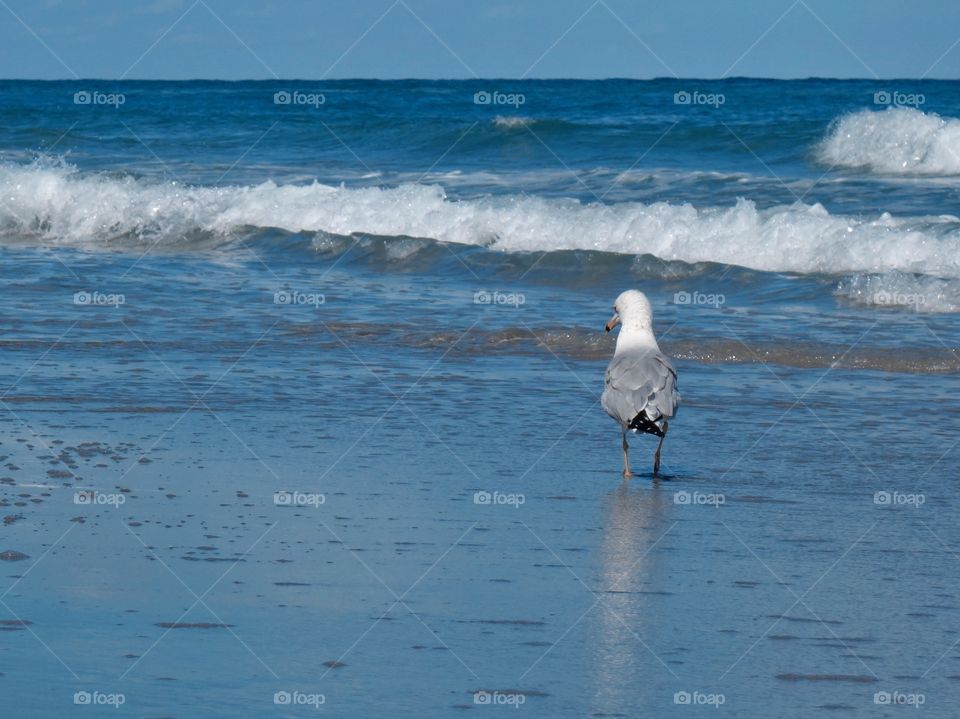 Seagull On The Shore