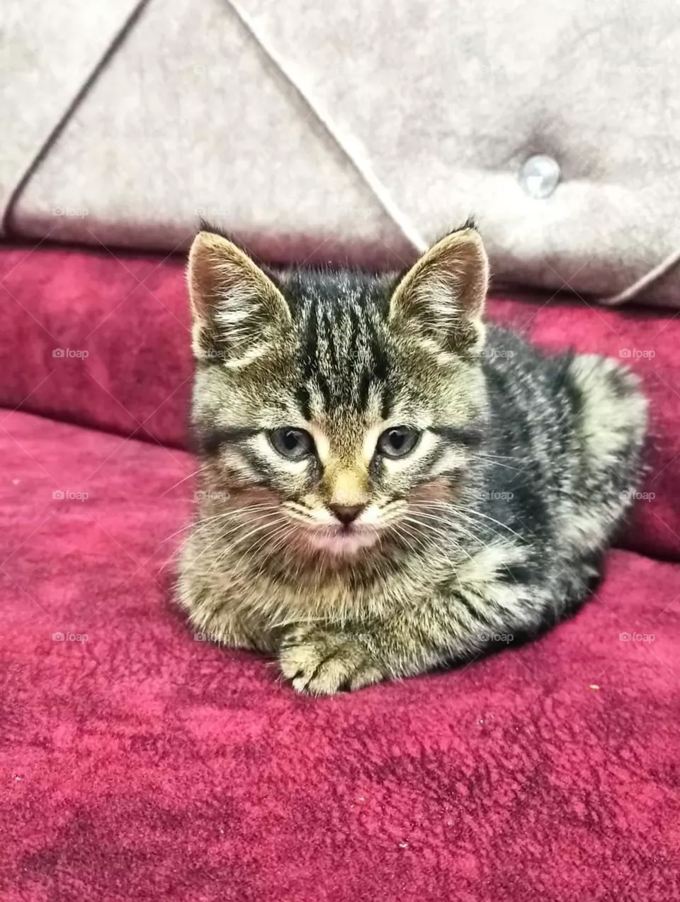Kitty