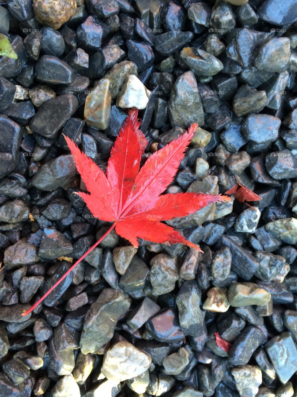 Red maple in Japan