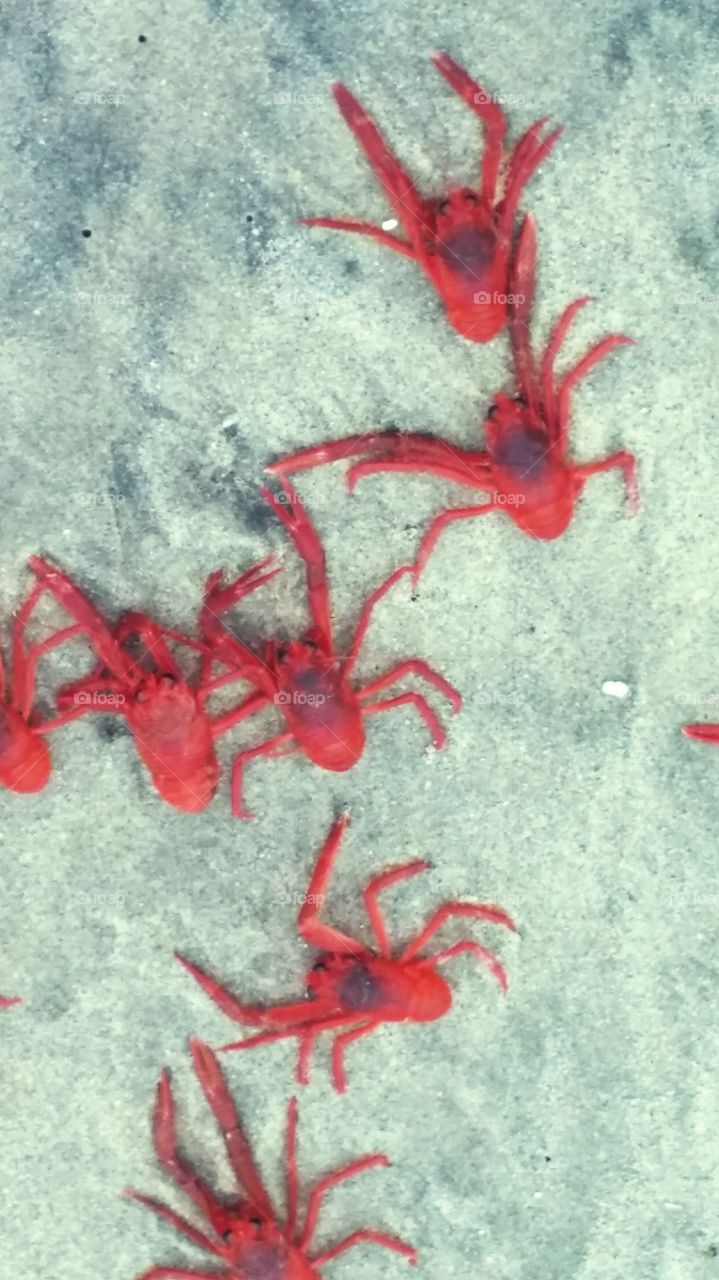 red crabs