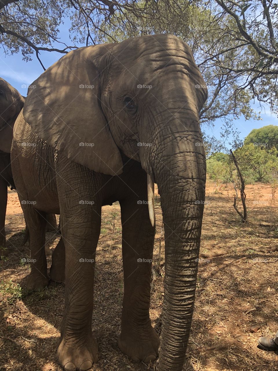 Elephant at glen afric in Johannesburg, South Africa. 