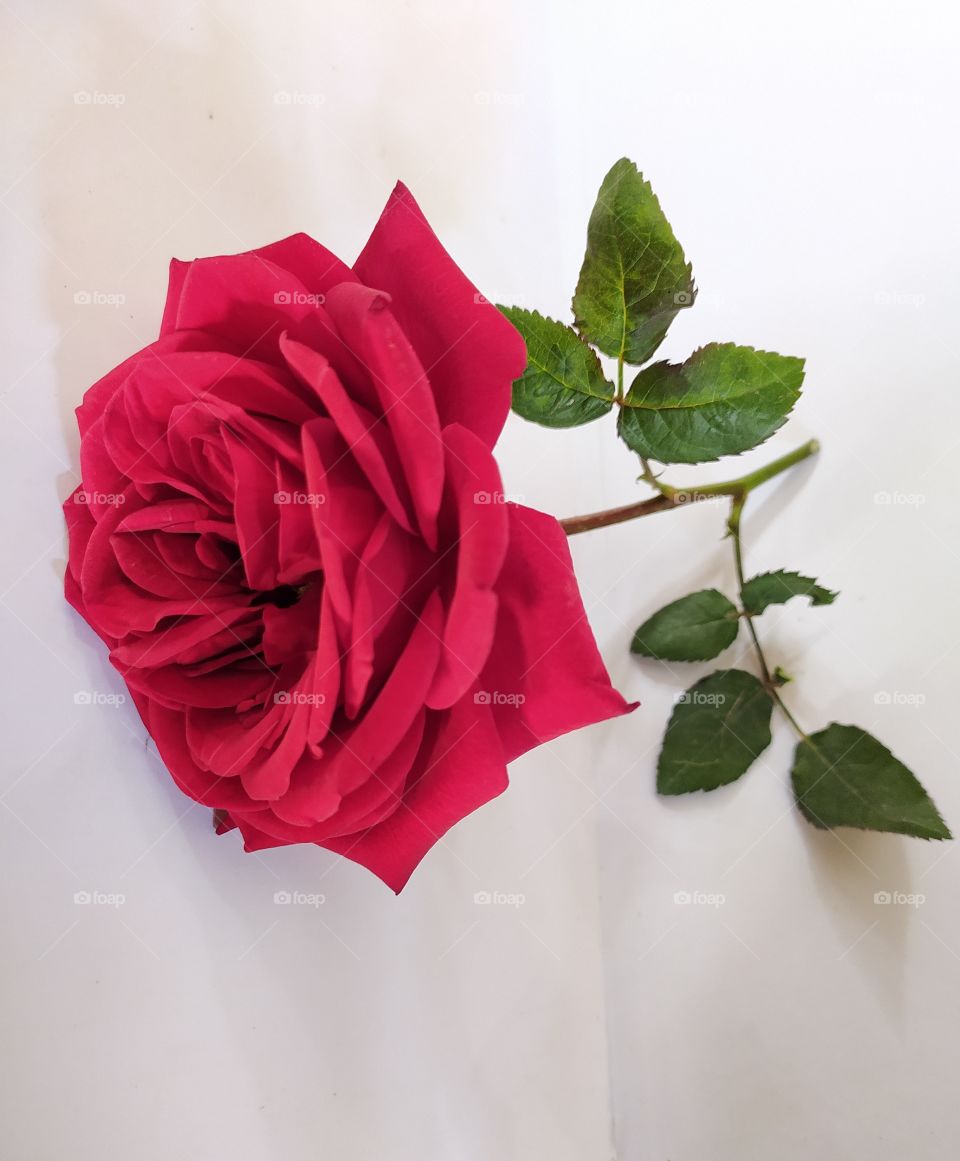 rose,love,romance,blooming,leaf,floral,petal