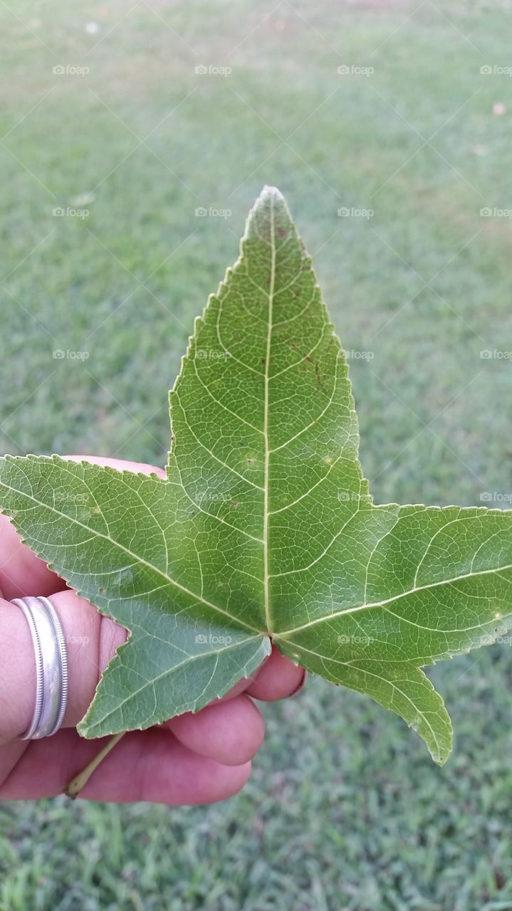 Leaf. Nature in my home