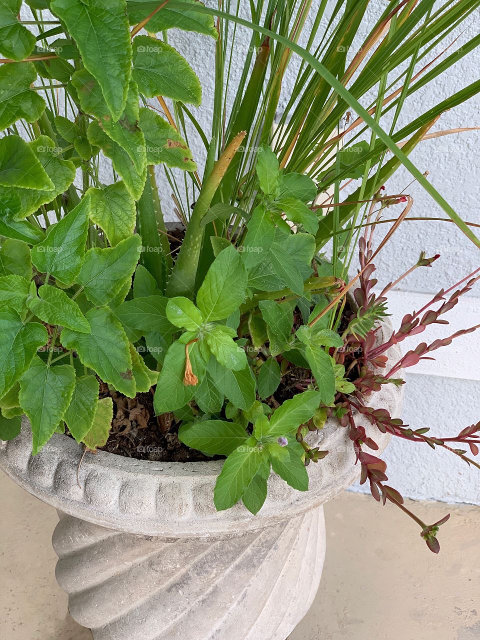 Beautiful outdoor potted urn.