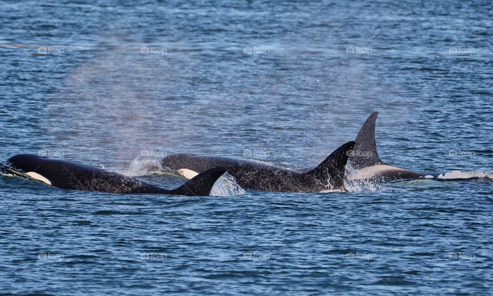 Whale watching from Anacortes, Washington State. I’ve seen Orcas from my house! Always exciting to go out on a whale watching boat, too!