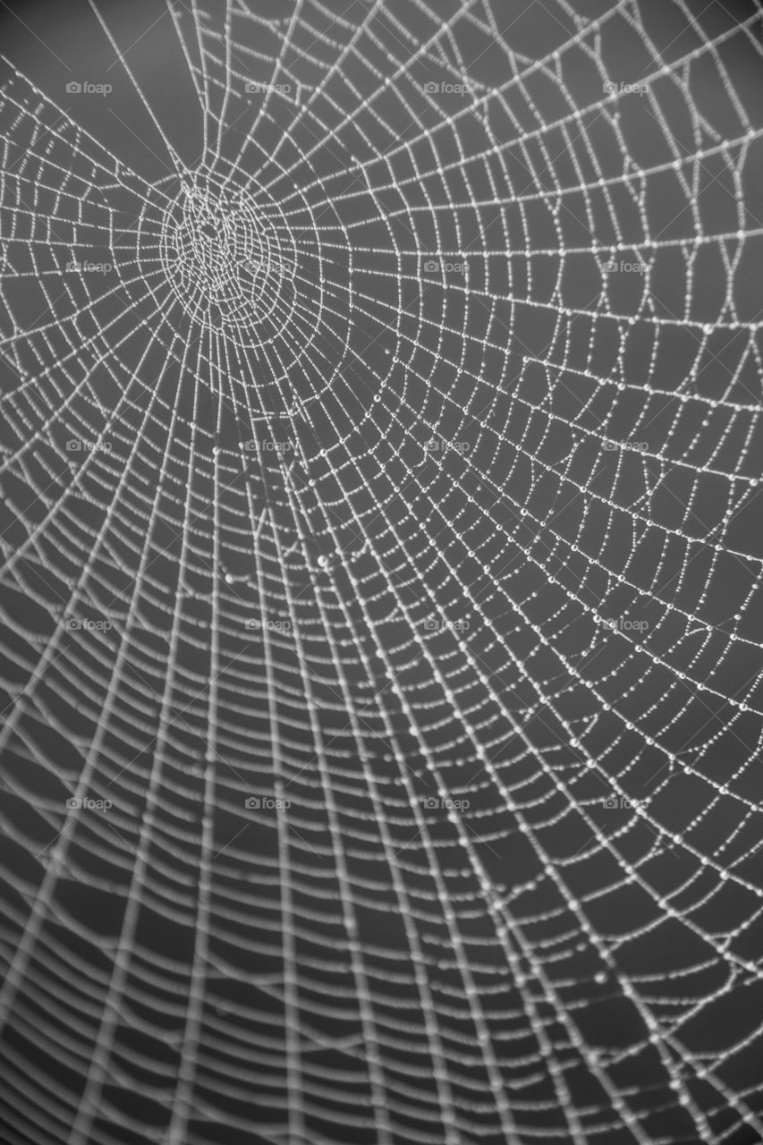 Morning dew on a spiders web; the water droplets clinging tight 
