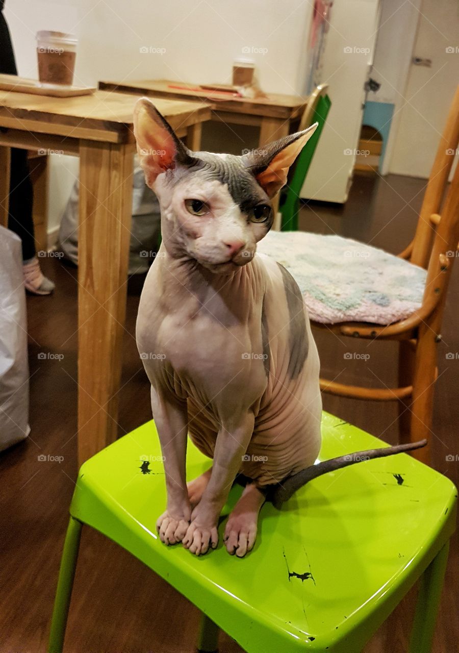 sphinx in korean cat cafe