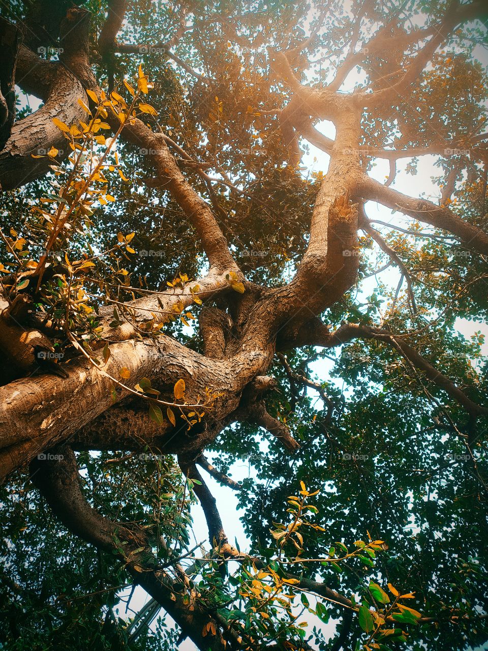 Banyan tree in front of Shaniwar wada Palace Pune Maharashtra India Historical place
